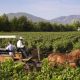Tour Privado de Vinos del Valle de Colchagua con Degustación
